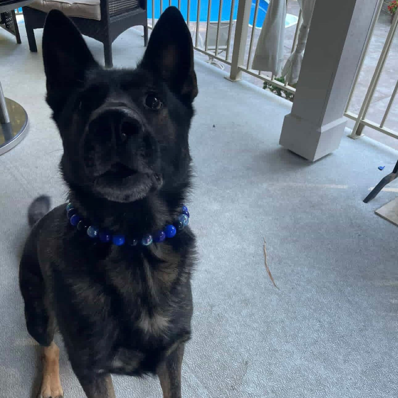 Black Huskey German Shepherd brown and black Dog wearing The POPNCO indigo blue beaded pet collar featuring alternating royal blue, dark blue and navy blue solid beads mixed with blue crackle beads in 20mm on  aircraft grade stainless steel wire