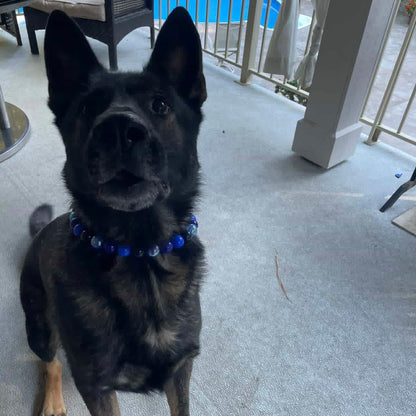 Black Huskey German Shepherd brown and black Dog wearing The POPNCO indigo blue beaded pet collar featuring alternating royal blue, dark blue and navy blue solid beads mixed with blue crackle beads in 20mm on  aircraft grade stainless steel wire