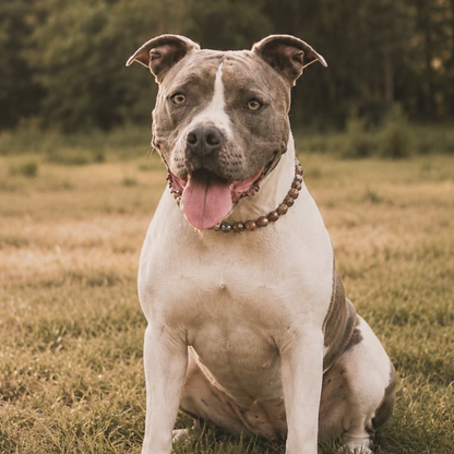 POPNCO Indulgence 16mm Beaded pet Collar. Called indulgence which is brown with white hearts. The collar is on a black and brown Pitbull dog sitting outside on grass.