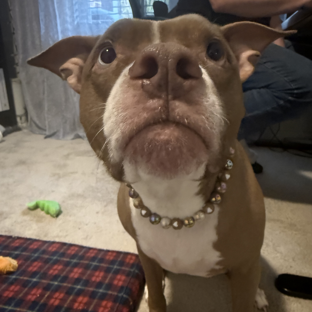POPNCO Indulgence 16mm Beaded pet Collar. A brown and white pitbull-type dog wearing a beaded collar, looking up at the camera in an indoor setting.