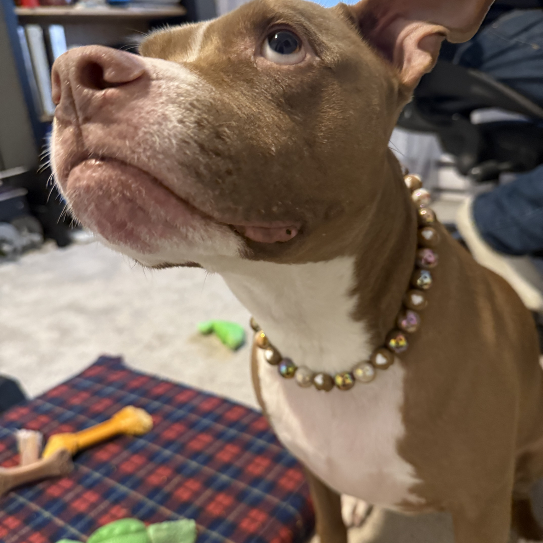 POPNCO Indulgence 16mm Beaded pet Collar. A brown and white pitbull-type dog wearing a beaded collar with gold, silver, and iridescent pearls, standing in a home environment.