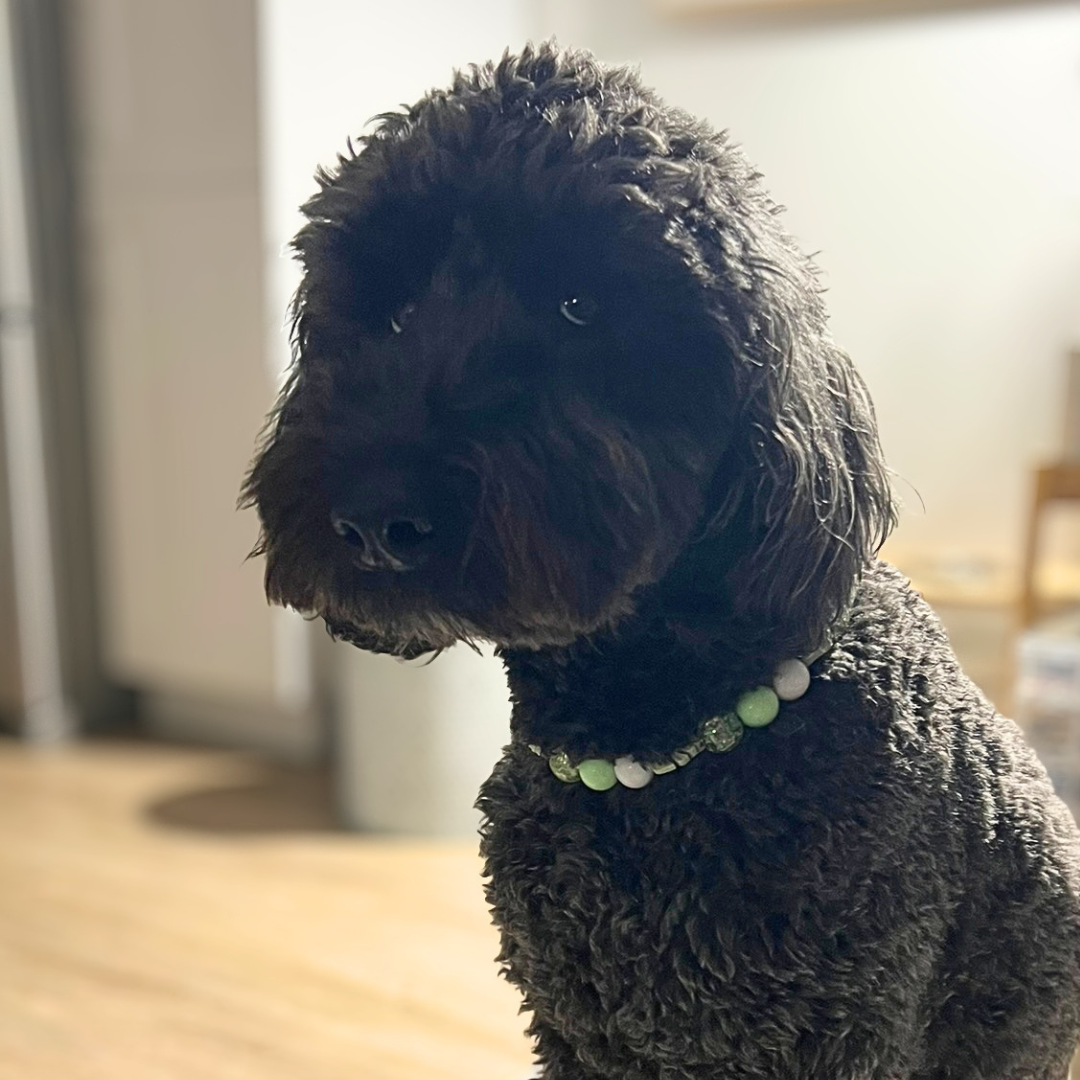 Dark brown dog wearing a green collar indoors