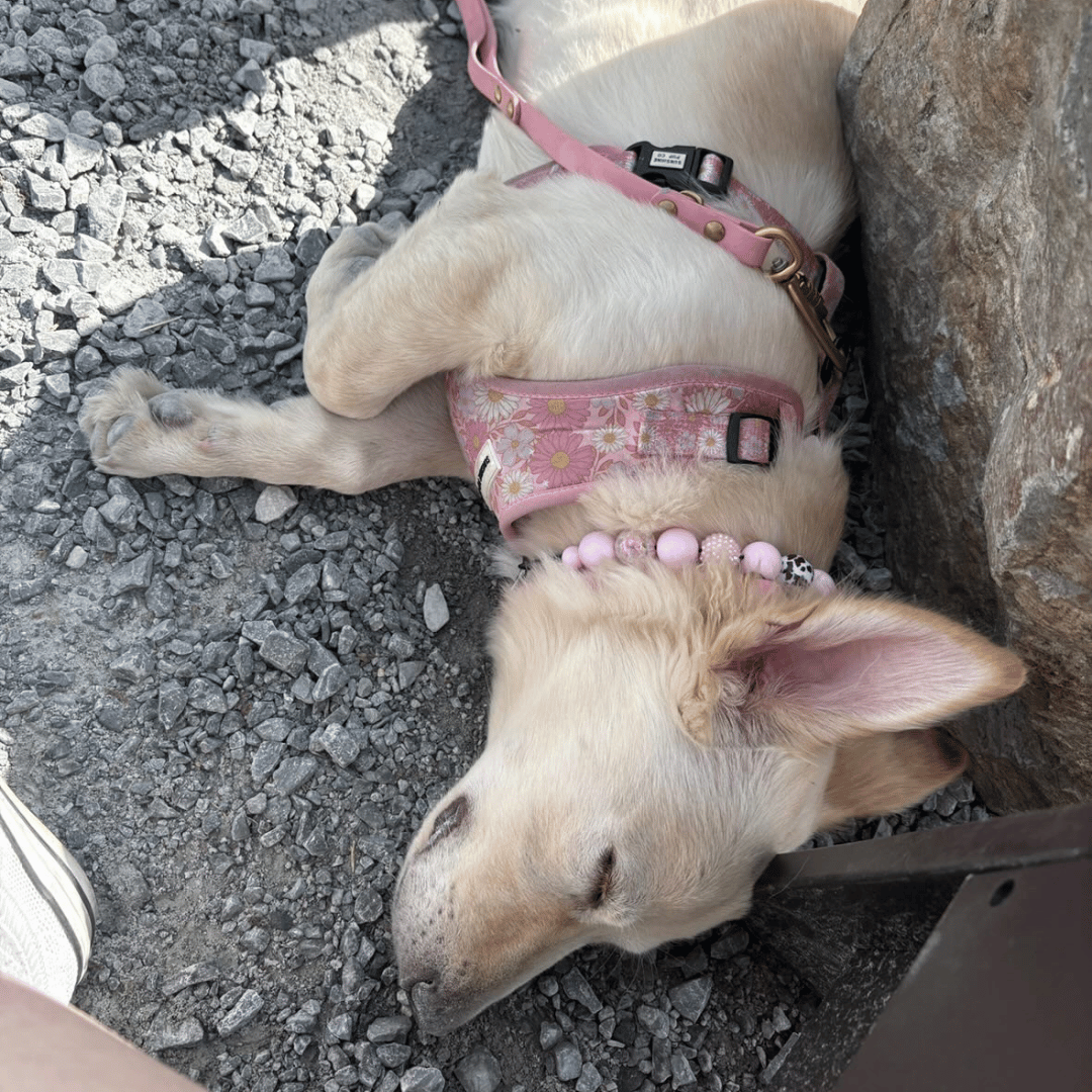 Dog lying on a gravel surface with a pink harness and Pink Beaded Pet Collar from POPNCO Called Joline. 