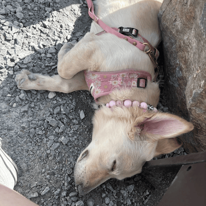 Dog lying on a gravel surface with a pink harness and Pink Beaded Pet Collar from POPNCO Called Joline. 