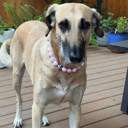 A tan dog standing on a wooden deck wearing a pink beaded collar with a small silver bell and a bone-shaped charm.