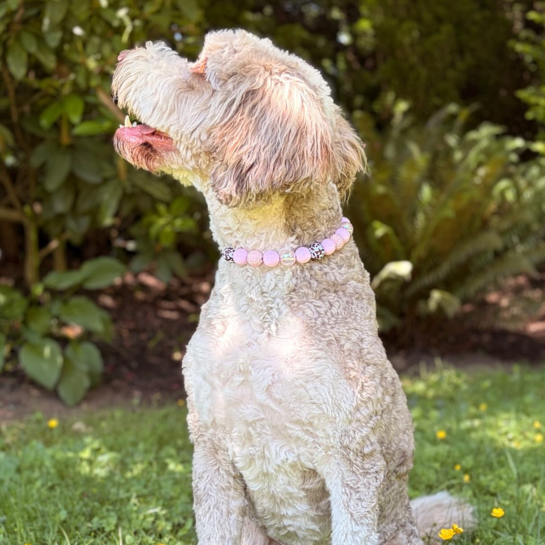 A light cream-colored dog wearing a pink beaded collar, sitting on a grassy lawn with green garden foliage in the background.