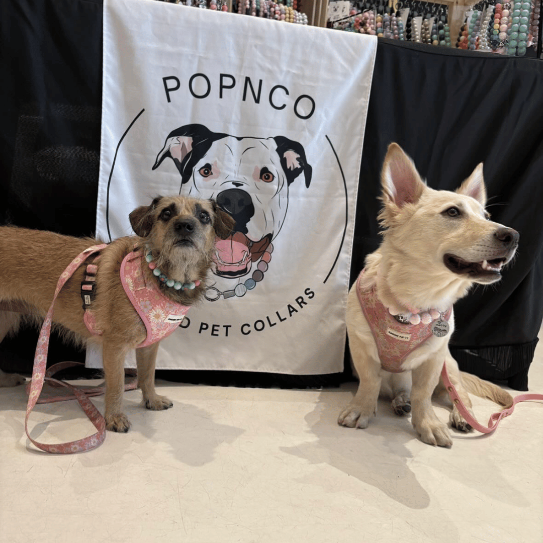 Two dogs wearing pink harnesses in front of a Popnco Pet Collars banner. One is wearing the Odelia Beaded Pet Collar and the other is wearing the Joline Beaded Pet Collar. 