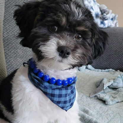 A small black and white dog wearing a blue checkered bandana with blue beads around the neck, sitting on a gray couch.