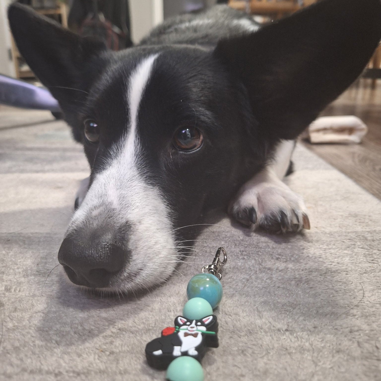 A black and white dog lies on a gray carpet, looking down at a small keychain with turquoise beads and a corgi-shaped charm.
