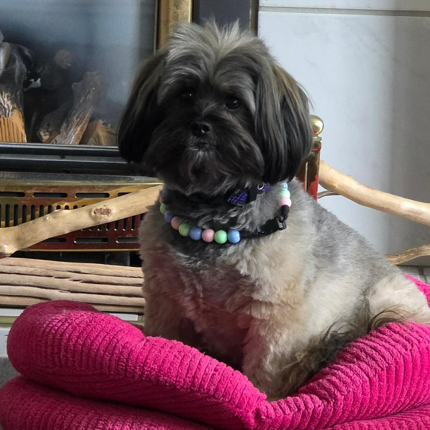 Dog sitting on a pink bed with a colorful POPNCO collar called Kyla in the 12mm beads, in front of a decorative background. POPNCO Kyla Beaded pet Collar 12mm model solid light pink, blue and green acrylic beads on aircraft grade stainless steel wire. 