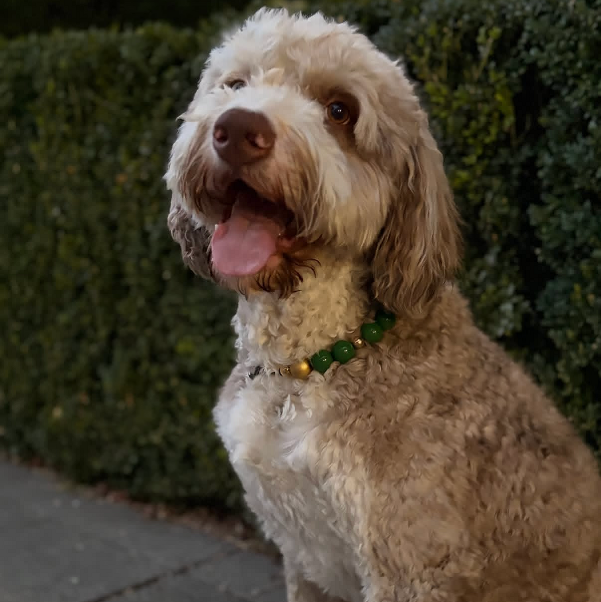 A golden doodle dog wearing a green collar sitting outdoors in front of green hedges, shown within a social media post interface.