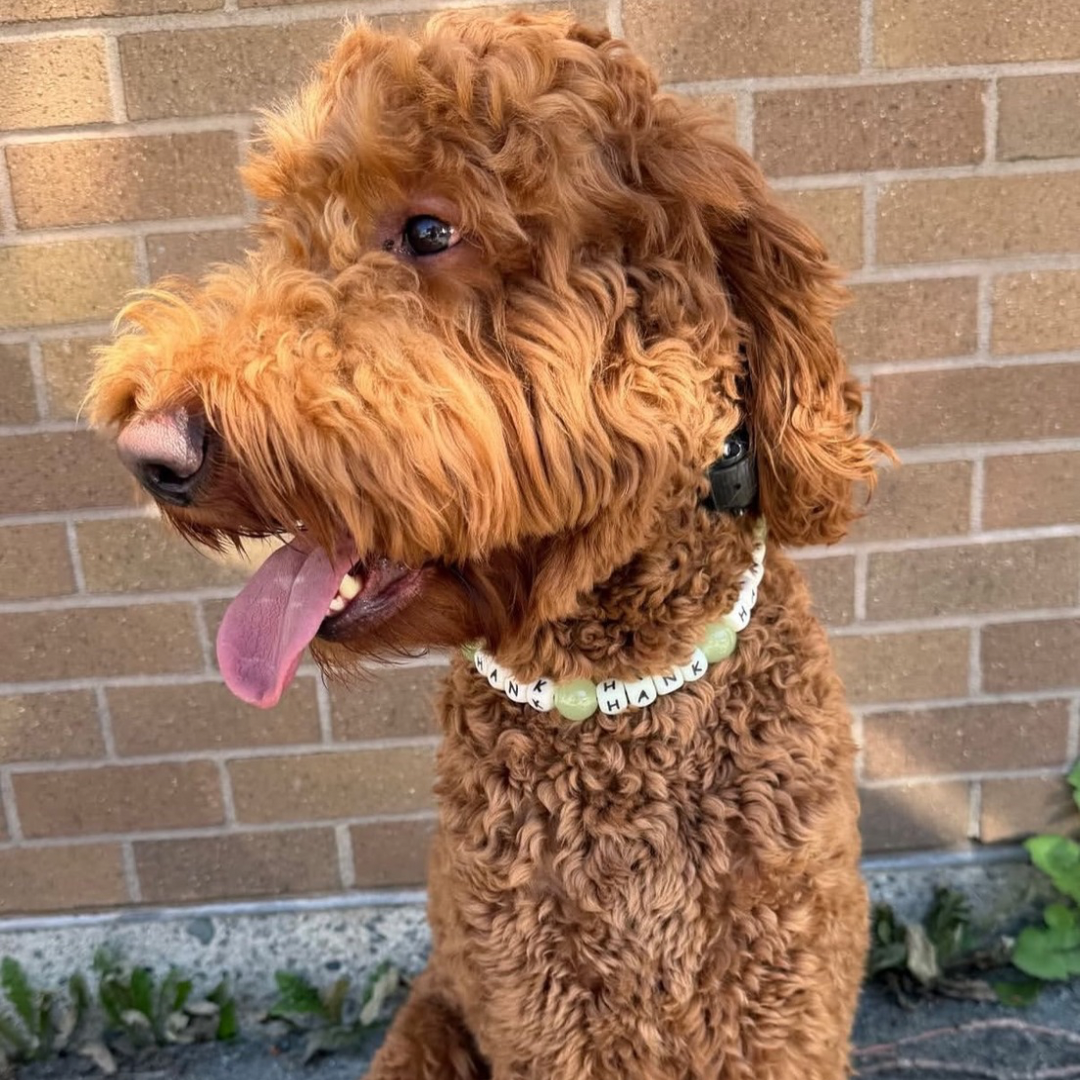 A brown curly-haired dog wearing a white beaded collar with black lettering, sitting in front of a tan brick wall.