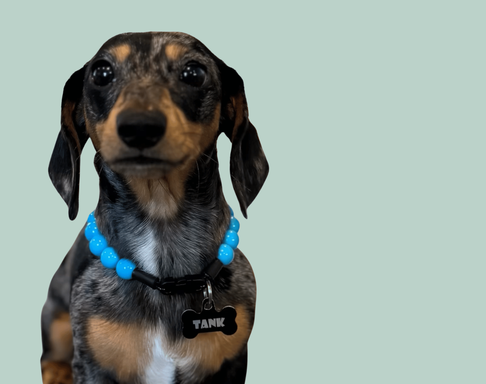 Small dog with a blue collar called Juniper from POPNCO and name tag on a light green background
