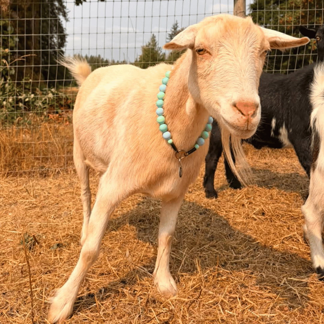 A cream-colored goat wearing a light blue-green beaded collar stands on a bed of straw in an outdoor pen with a wire fence and another black-and-white goat in the background.
