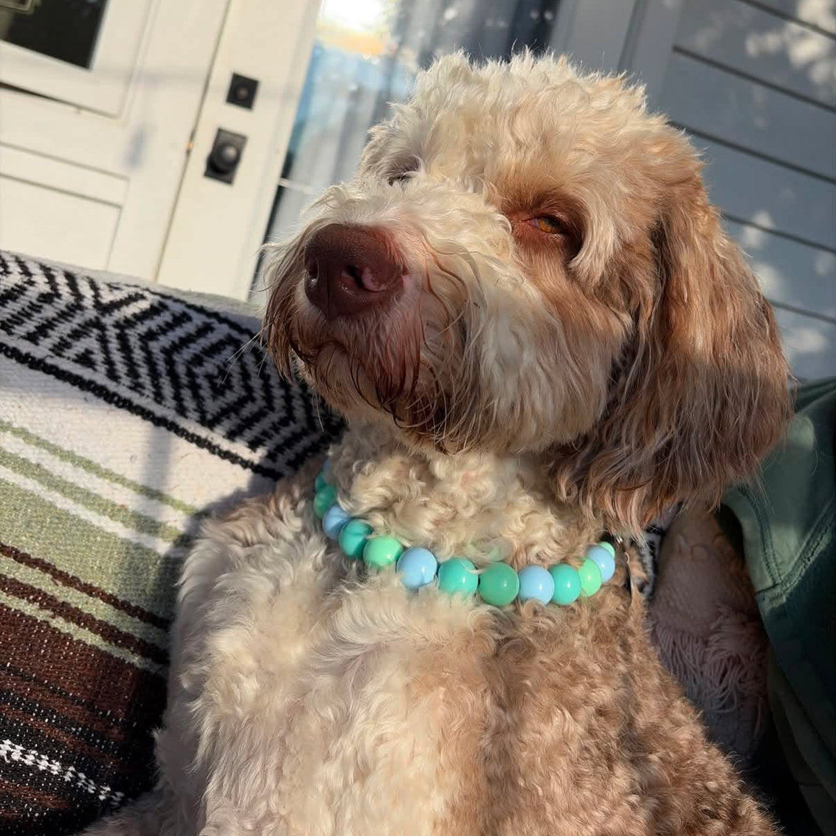 A close-up of a fluffy cream-colored dog wearing a beaded collar with light blue and mint green beads, sitting on a patterned blanket in front of a white house door.