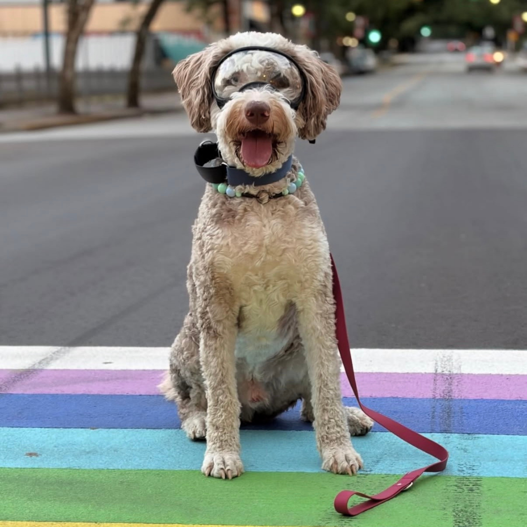 A curly-haired light brown dog sits on a rainbow-striped crosswalk on a city street, wearing a black collar with colorful beads and a red leash.