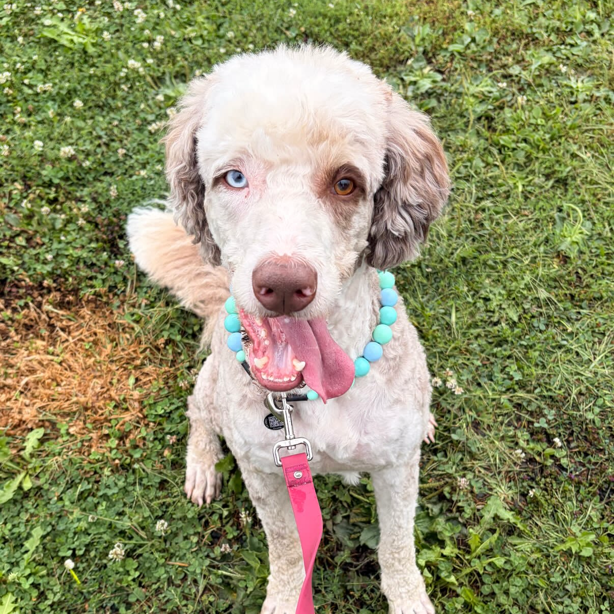 A light cream-colored poodle with one blue eye sits on green grass, wearing a turquoise collar and a bright pink leash attached to a metal clip.