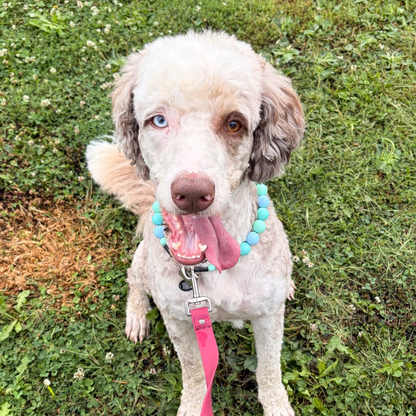 A light cream-colored poodle with one blue eye sits on green grass, wearing a turquoise collar and a bright pink leash attached to a metal clip.