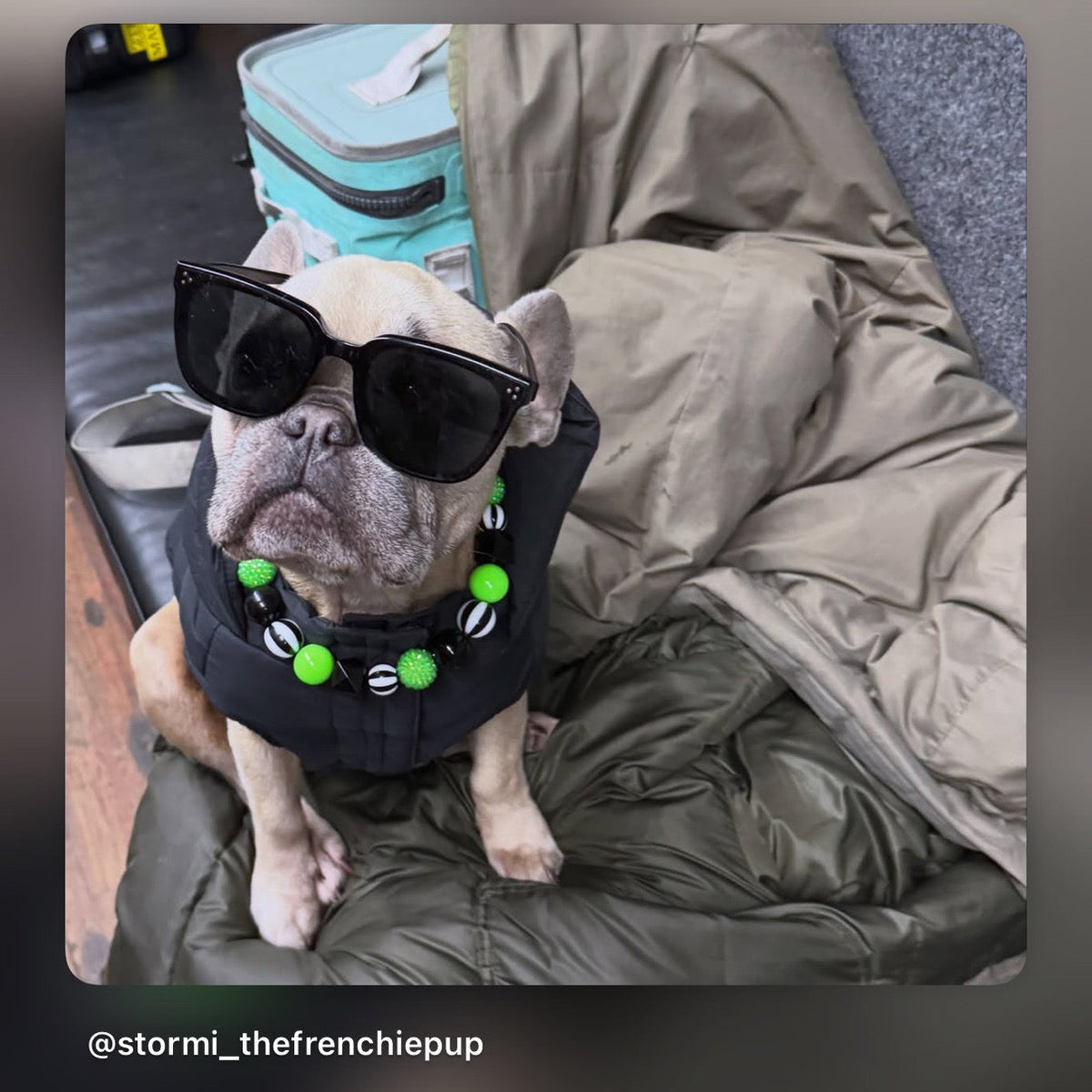 A small French bulldog wearing black sunglasses and a black collar with bright green beads sits on an olive green puffer jacket indoors.