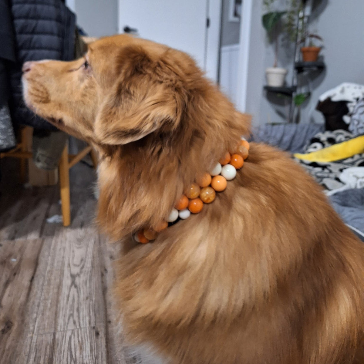 A golden retriever dog wearing a beaded collar made of orange and white wooden beads, standing in a home interior.