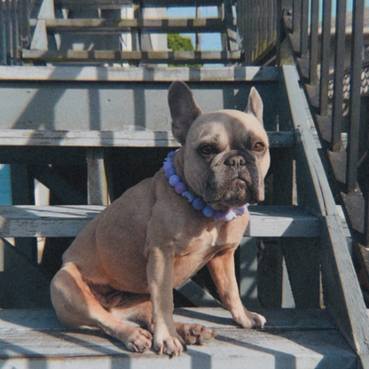 A light fawn French Bulldog sitting on outdoor wooden stairs, wearing a purple beaded collar.