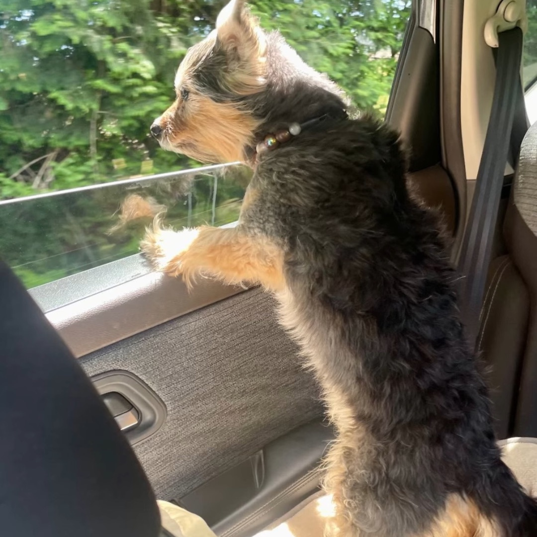A small black and tan dog sitting in the back of a car, leaning its front paws on the window frame and looking out at green trees.