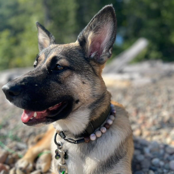 A German Shepherd dog lying on a rocky beach, wearing a beaded collar and a green harness. The background shows blurred green trees and rocks.