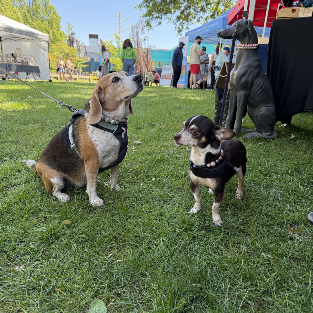 Two dogs wearing black harnesses outdoors on a grassy lawn at what appears to be a pet event or fair. One larger tan-and-white dog is sitting and looking upward, while a smaller black-and-white dog stands facing it.