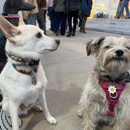 Two dogs sitting outdoors in a public space, wearing dog collars and harnesses. The dog on the left is white with a brown and black collar, and the dog on the right has light gray fur with a pink harness featuring a daisy charm.
