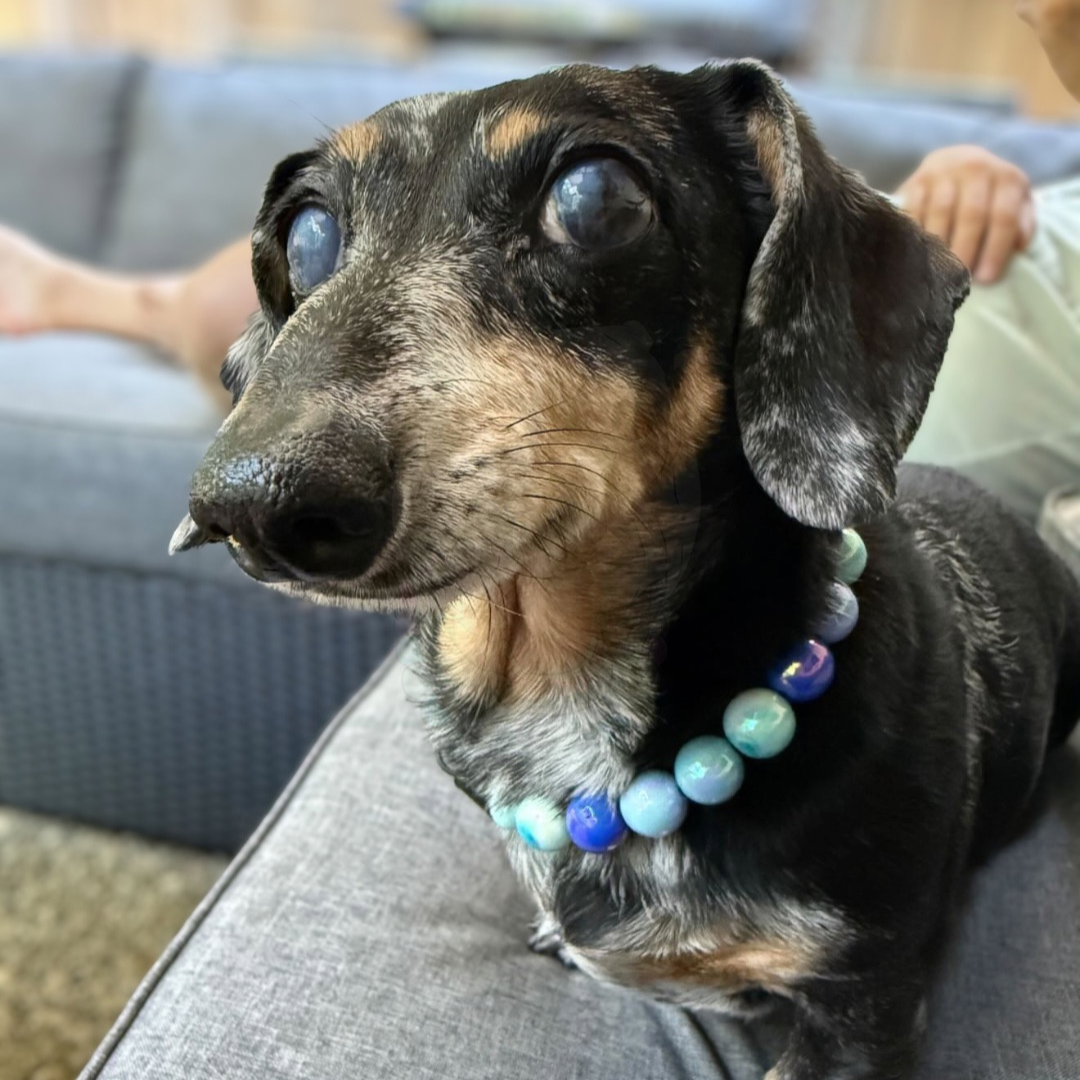 A black and tan dachshund wearing a colorful beaded collar, sitting on a gray couch with a person's leg and hand visible in the background.