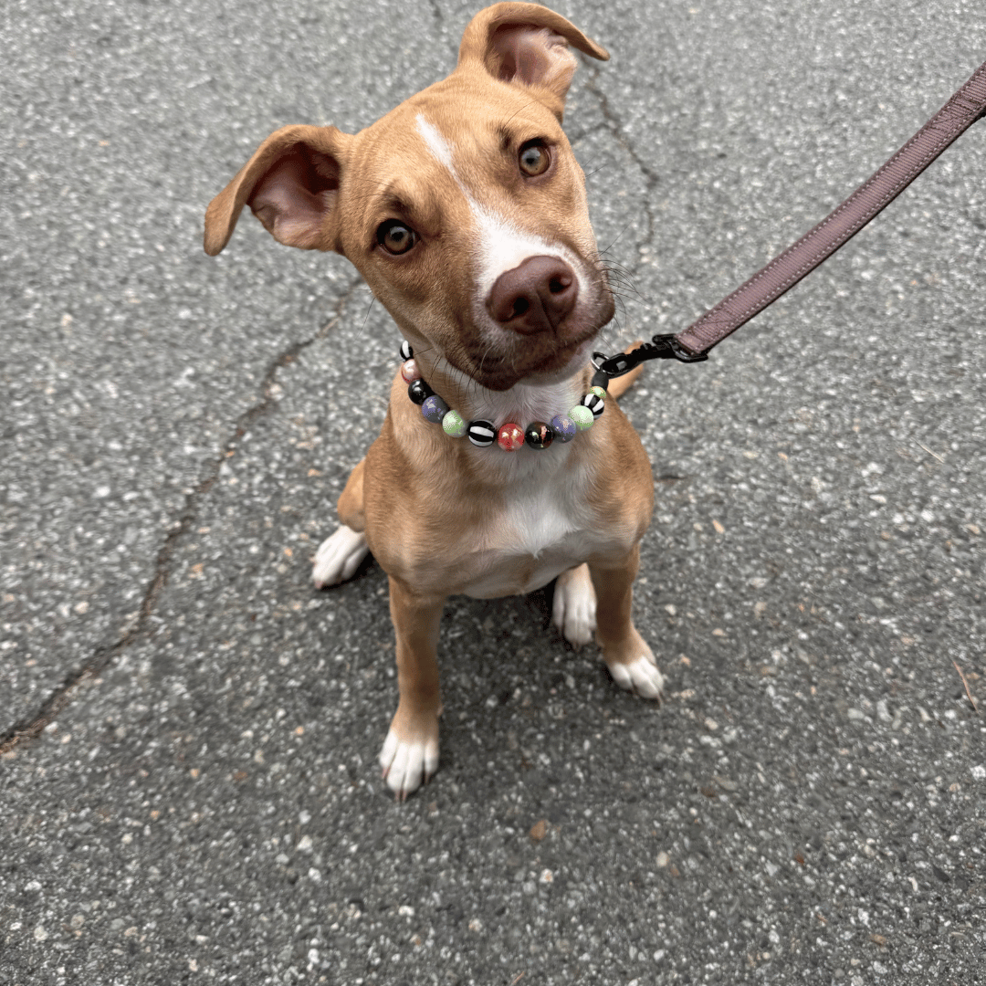 A brown and white dog sitting on asphalt, wearing a colorful beaded collar and attached to a brown leash.