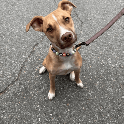 A brown and white dog sitting on asphalt, wearing a colorful beaded collar and attached to a brown leash.
