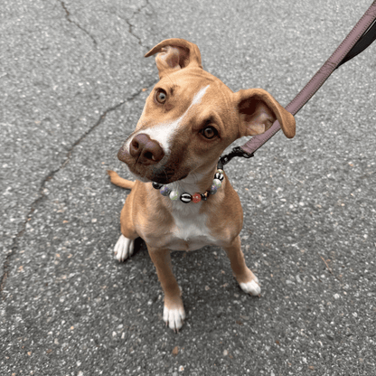 A brown and white dog sitting on asphalt wearing a beaded collar and attached leash.