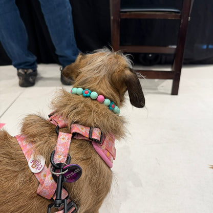 Dog wearing the Odelia 14mm pink and teal flower beaded dog collar by POPNCO Flower Collection handcrafted in BC Canada