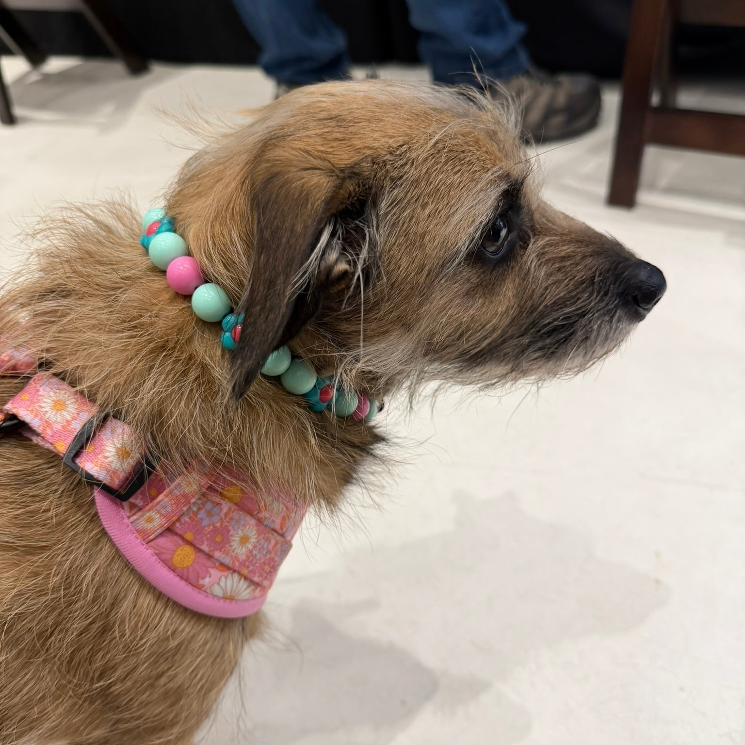 Dog wearing the Odelia 14mm teal and pink flower beaded collar from the POPNCO Flower Collection handcrafted in BC
