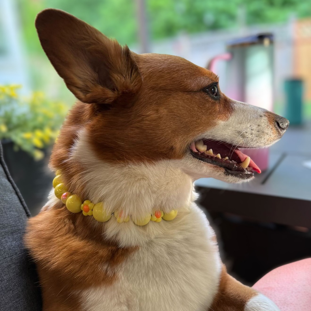 A brown and white Corgi dog wearing a yellow beaded collar, shown in profile in a home setting.