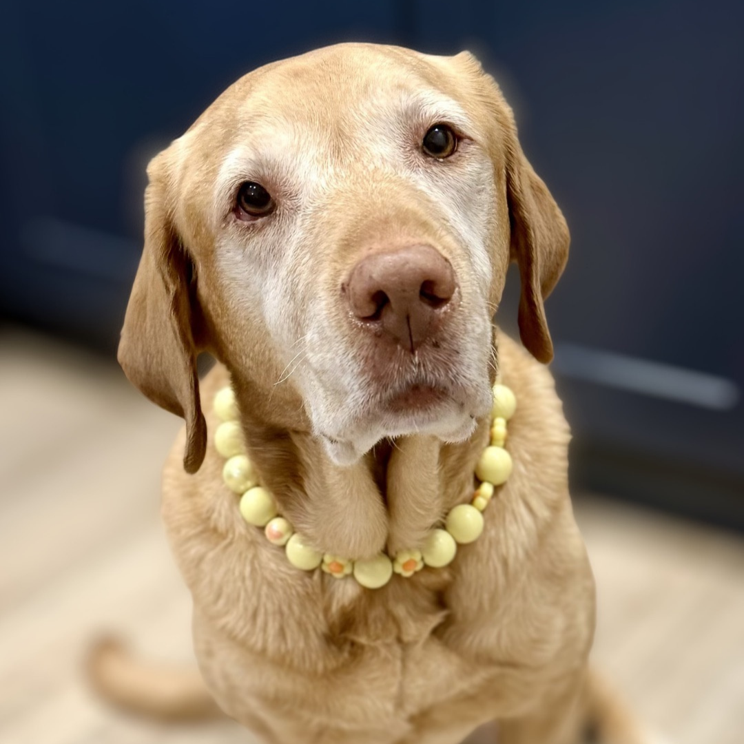 A golden retriever dog wearing a light yellow beaded chew necklace, photographed in a close-up portrait against a dark blue background and light wood floor.