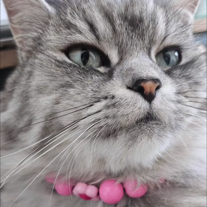 A close-up photo of a gray tabby cat wearing a pink beaded collar. The image has a social media style overlay with the text 'Sesame with her new color from @popco.