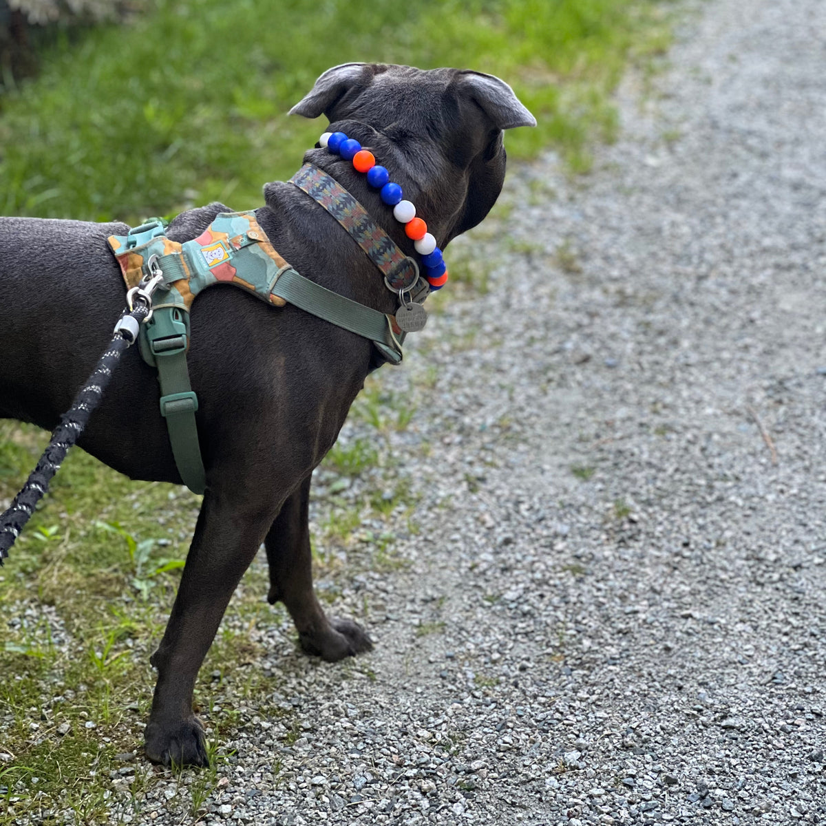 A dark gray dog standing on a gravel path outdoors, wearing a green harness and a colorful beaded collar with blue, orange, and white beads.