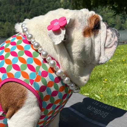 A white and brown bulldog outdoors wearing a colorful pet harness with a pink flower accessory and a pearl bead collar, sitting on a mat in a grassy park area.
