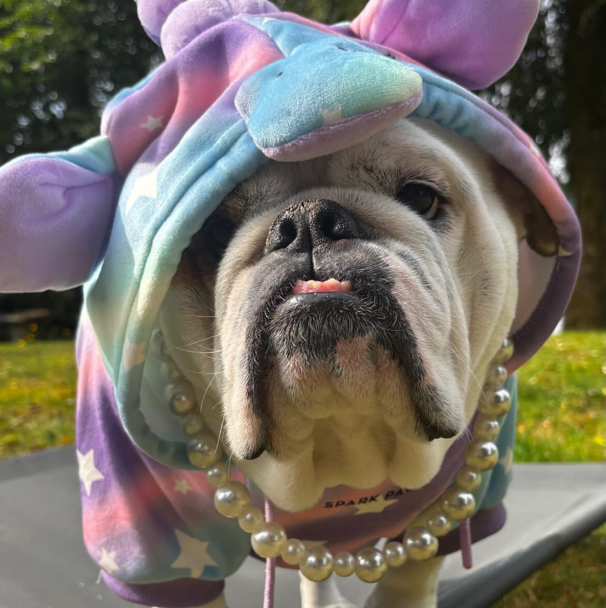 A bulldog wearing a pastel unicorn costume hoodie with a horn, ears, and pearl necklace, standing outdoors on a patio chair in a grassy yard.