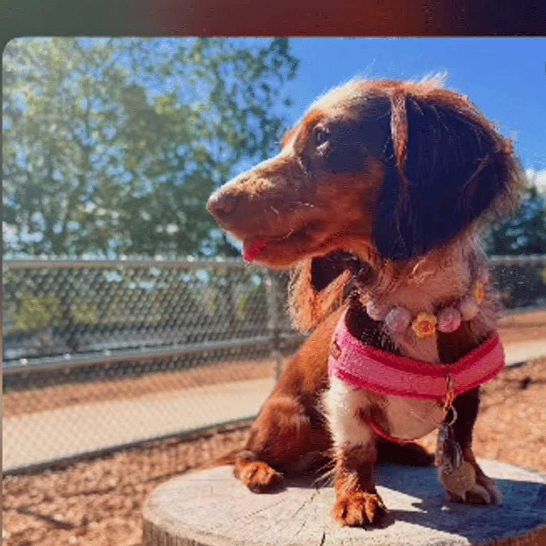 ORABEL ADVENTURE DUO Beaded Collar and Leash