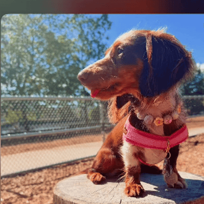 ORABEL ADVENTURE DUO Beaded Collar and Leash