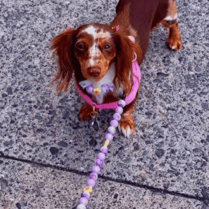 ORABEL ADVENTURE DUO Beaded Collar and Leash