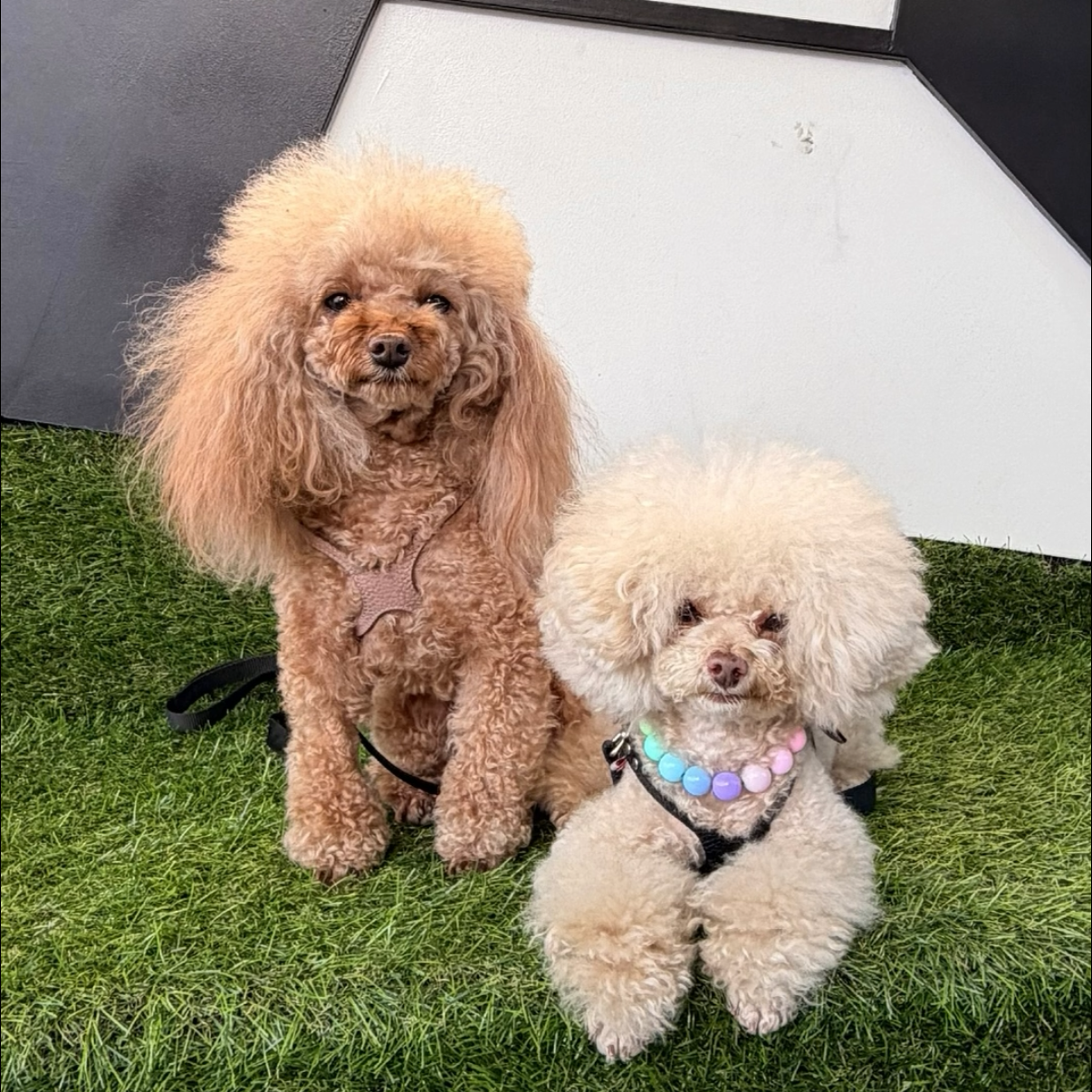 Two poodles one red and one white standing on grass with a black and white background the smaller one is white and is wearing a pastel rainbow beaded pet collar from POPNCO.  