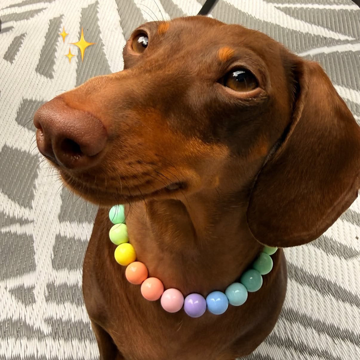 POPNCO Pastel Rainbow 14mm beaded pet Collar. A brown dachshund wearing a colorful beaded necklace sits on a gray and white patterned rug. The necklace features pastel-colored round beads in yellow, green, blue, pink, orange, and purple.
