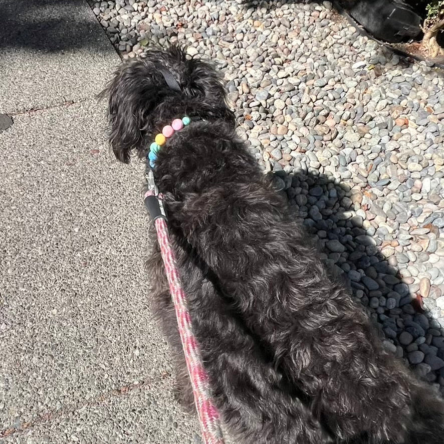A black curly-haired dog viewed from behind on a paved path next to a gravel area, wearing a pink leash and a collar with colorful pastel beads.