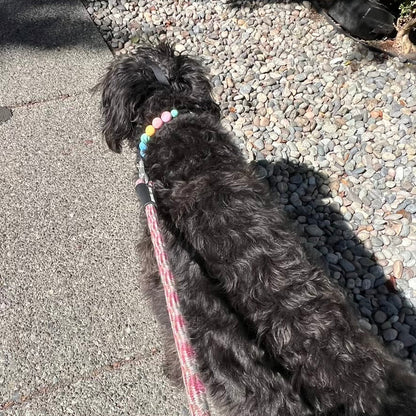 A black curly-haired dog viewed from behind on a paved path next to a gravel area, wearing a pink leash and a collar with colorful pastel beads.