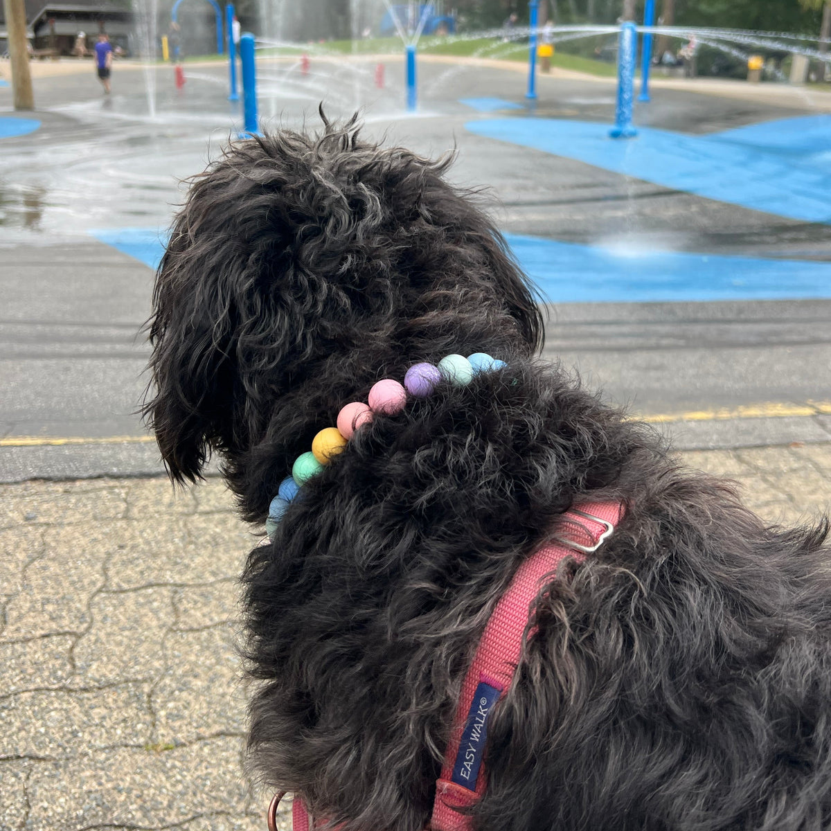 A black curly-haired dog wearing a pink harness and a colorful beaded collar looks toward a splash pad in the background. The collar features pastel-colored beads including pink, blue, yellow, green, and purple.
