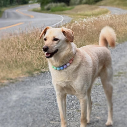 A light cream-colored dog standing on a gravel path outdoors, wearing a pastel rainbow beaded collar. The background shows a winding road and dry grass.